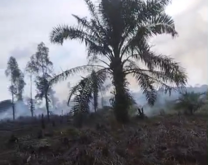 1 Hektar Lahan di Desa Pulai Gading Terbakar, Aparat Setempat Pastikan Api Sudah Padam
